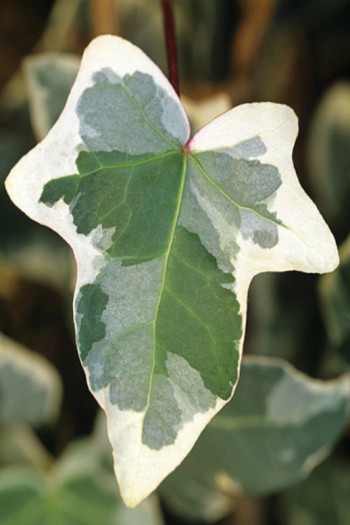 Плющ обыкновенный Гласиер | Hedera helix Glacier | Плющ звичайний Гласієр